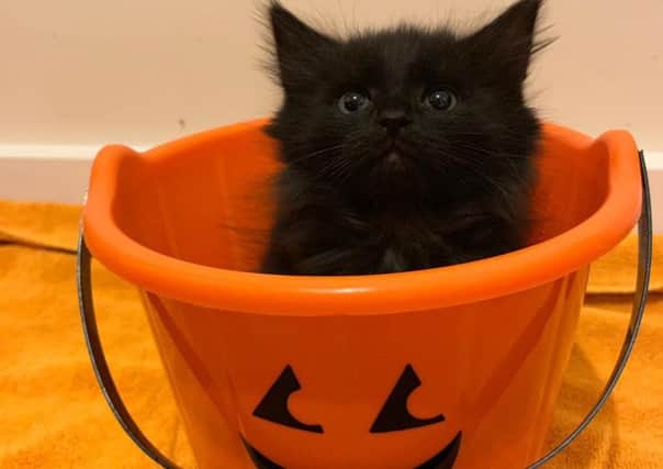 Winnie, a Halloween kitten