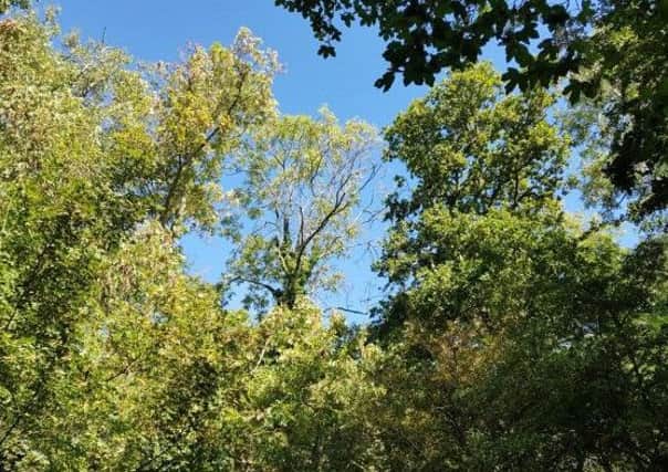 Thinning ash crowns with extensive dieback