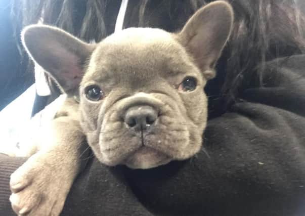 The puppy seized by trading standards. Photo: Cambridgeshire County Council