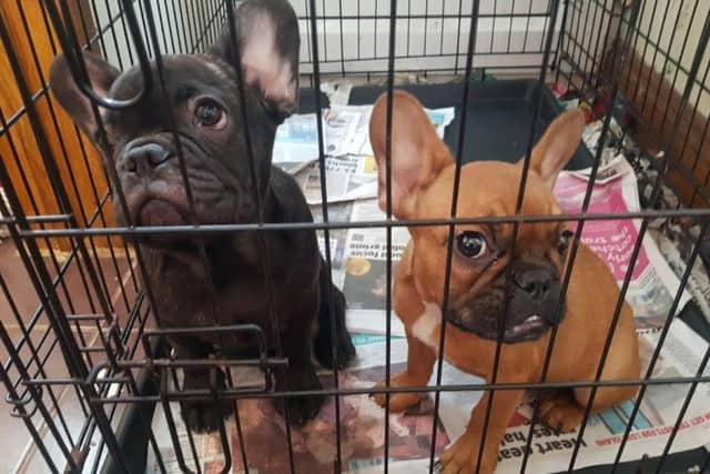 Two of the puppies found by officers