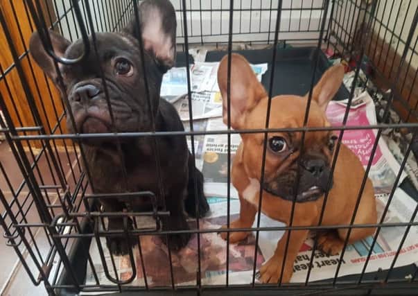 Two of the puppies found by officers