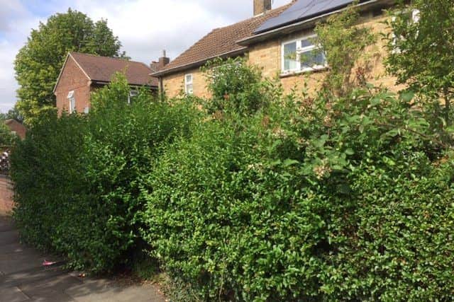 The overgrown garden in Central Avenue