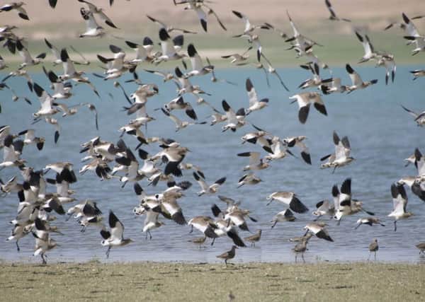 Lapwings are on the Red List and may face extinction