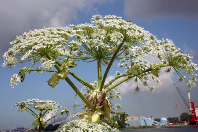 Giant Hogweed - Heracleum mantegazzianum. Photo: Free Photo: via flickr.com/photos/79818573