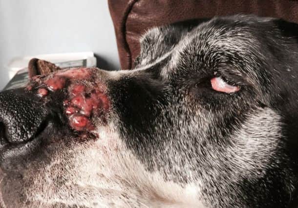 Ellie's nose after the blister appeared. Rossparry.co.uk