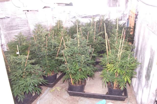 Cannabis plants found in a raid on a garage in St Paul's Street, Stamford. Businessman Stephen Chandler, 57, of no fixed address, was jailed for 15 months as a result. Photo: Lincolnshire Police EMN-150819-120733001