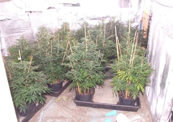 Cannabis plants found in a raid on a garage in St Paul's Street, Stamford. Businessman Stephen Chandler, 57, of no fixed address, was jailed for 15 months as a result. Photo: Lincolnshire Police EMN-150819-120733001