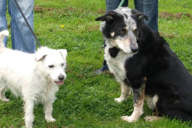 Three Counties Dog Rescue