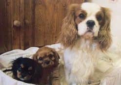 Three of the dogs that were stolen