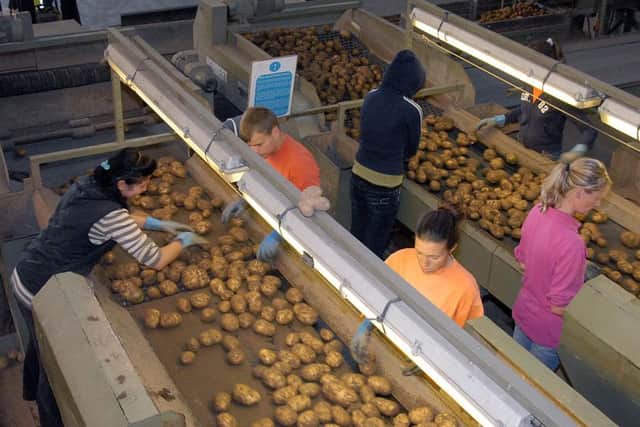 Potato lifting at AH Worth Holbeach Hurn, Spalding.