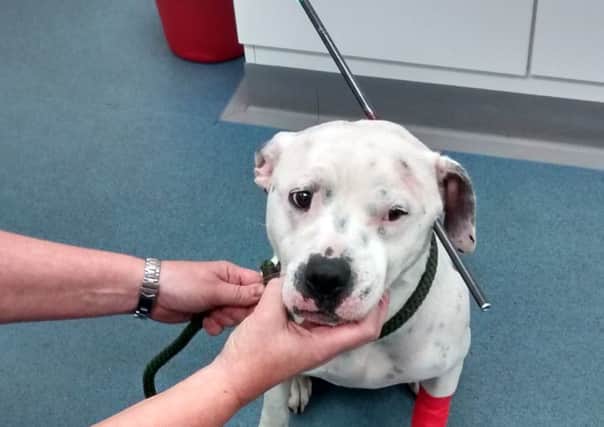 Ziggy who was shot with a crossbow EMN-141023-103702001