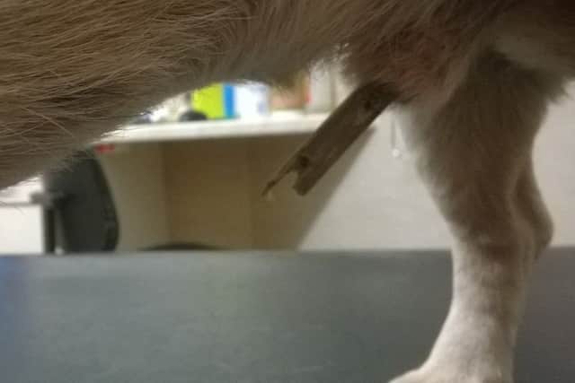 Ouch! The dog got a hard stalk shard stuck in a very sensitive area.