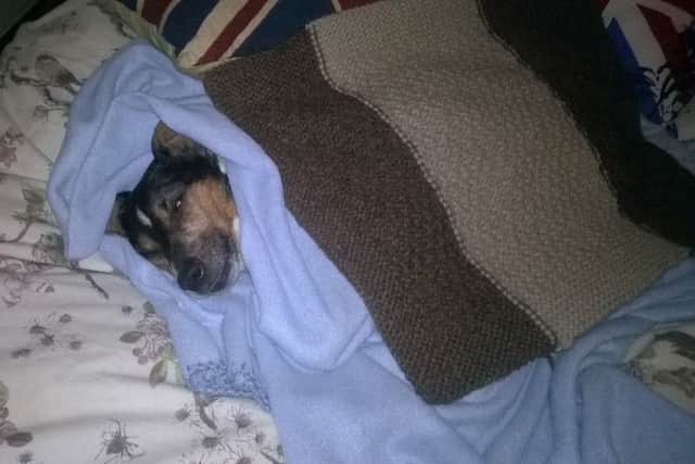 Basil the dog recovering last night after his bizarre ordeal.