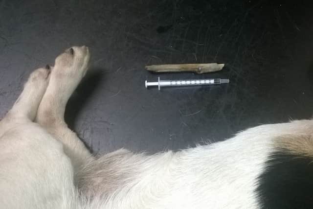 Basil post-operation with the stick removed from his privates.
