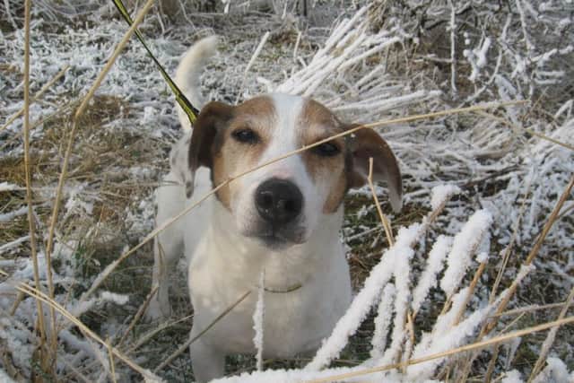 Keep your pet safe and well this winter ENGSUS00120131102102639