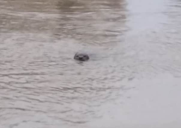 The seal in the River Nene