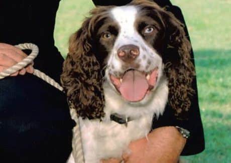 PD Brewster