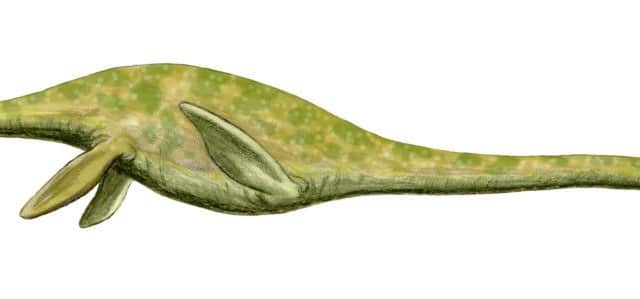 An artists impression of the plesiosaur