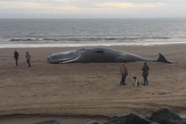 Coastguard rescue teams and East Lindsey District Council have cordoned an area of Skegness beach after thee sperm whales were found washed up on the tide. Photo by David Dawson.