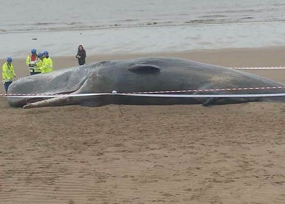 One of the sperm whales found washed up on the beach near Skegness over the weekend. Photo by Tina Raistrick of Skegness RNLI.