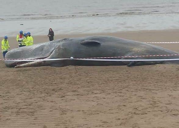 One of the sperm whales found washed up on the beach near Skegness over the weekend.  Photo by Tina Raistrick of Skegness RNLI.