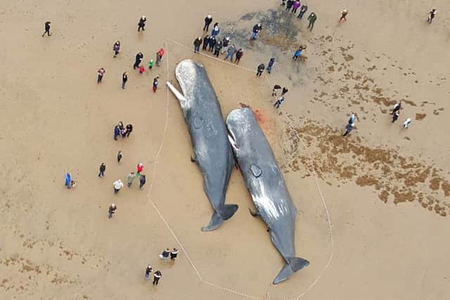 Crowds of onlookers stand outside a cordon to see two sperm whales found washed up on Gibraltar Point beach, near Skegness.  Photo by Lee Swift.
