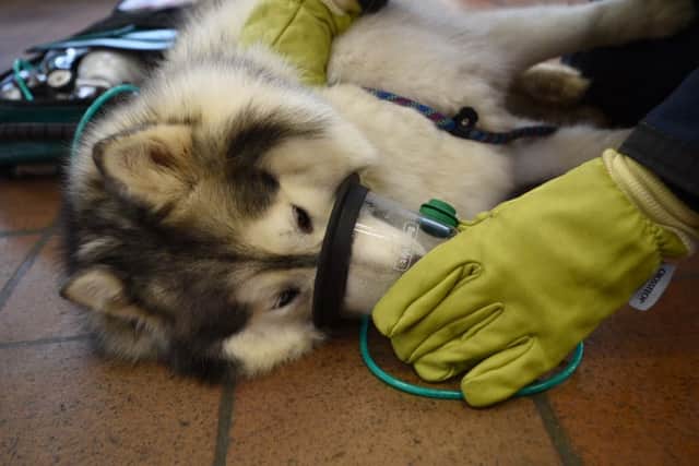 A dog using the oxygen mask