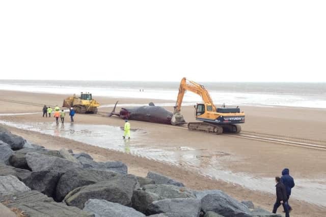 A whale being moved to central beach in Skegness. ANL-160126-154637001