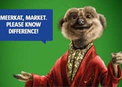 Alexander meerkat
