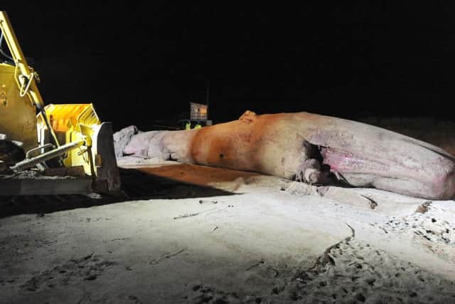 Whale carcasses being removed from Skegness beach.