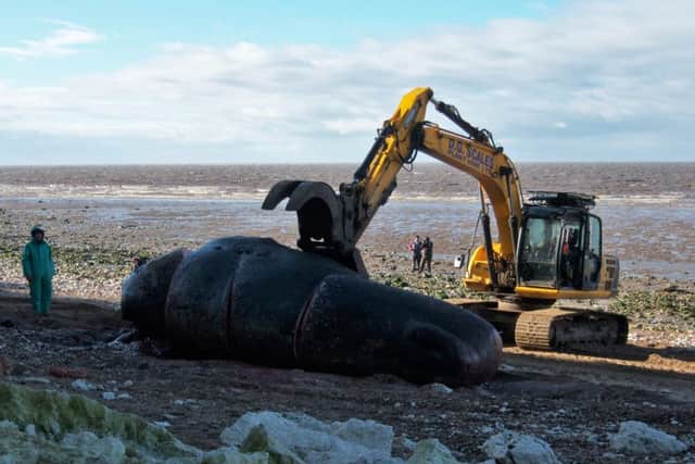 The first Hunstanton sperm whale being removed from the beach. ANL-160102-105659001