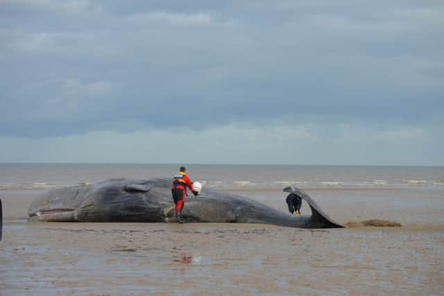 Second beached whale at Hunstanton. Photo: Elaine Bird MLNF16EB02203 ANL-160402-112436001