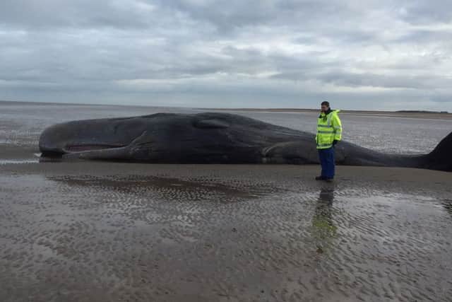 Whale at Hunstanton ANL-160402-111931001