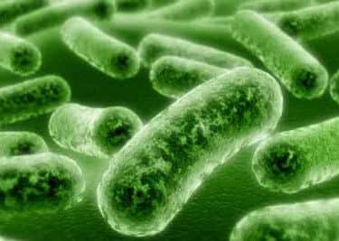 Listeria