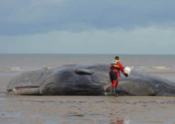 A second whale has beached alive in Hunstanton. ANL-160402-133451001