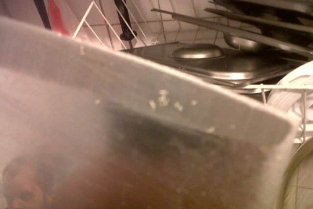 Immature maggots on blade of knife being used in the food business ANL-160802-131553001