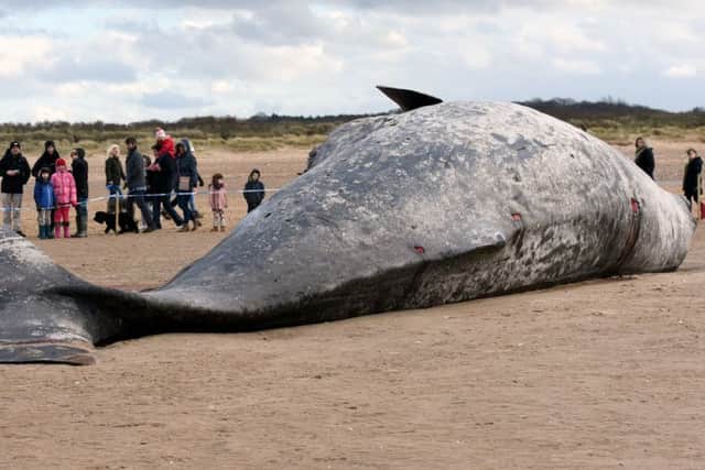 Dead whale at Old Hunstanton beach ANL-160802-082933009