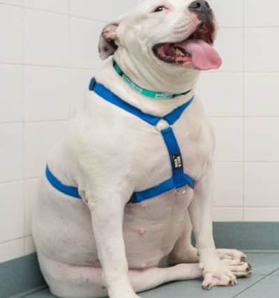 Shyla the American Bulldog