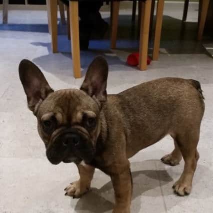 A picture of one of the puppies - photo from Peterborough City Council