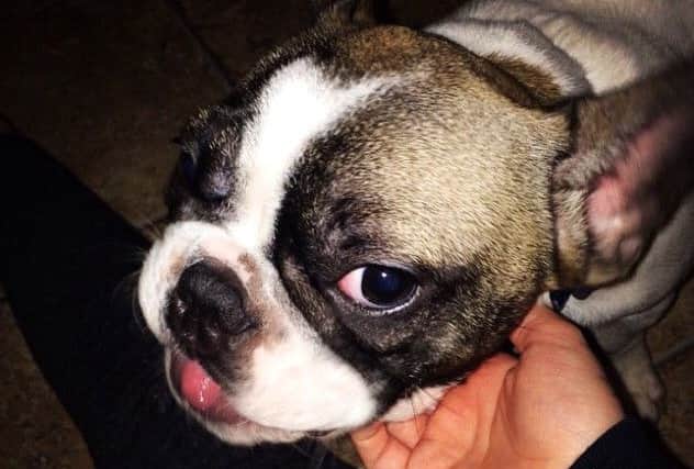 A picture of one of a Bulldog - photo from Peterborough City Council