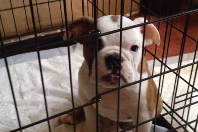 A picture of one of the puppies - photo from Peterborough City Council
