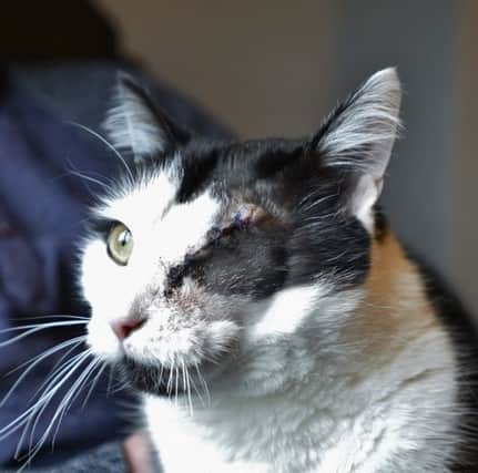 Jim the cat who was shot in the eye at Glinton with his owner  Steve Perry EMN-160219-174528009