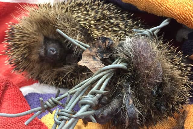 The hedgehog as found by the RSPCA wrapped in barbed wire