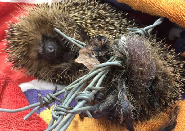 The hedgehog as found by the RSPCA wrapped in barbed wire