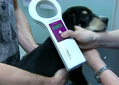 Microchipping of pet dogs becomes law from April 6.