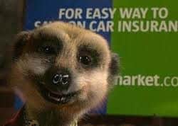 Aleksandr Orlov meerkat - the public face of comparethemarket.com
