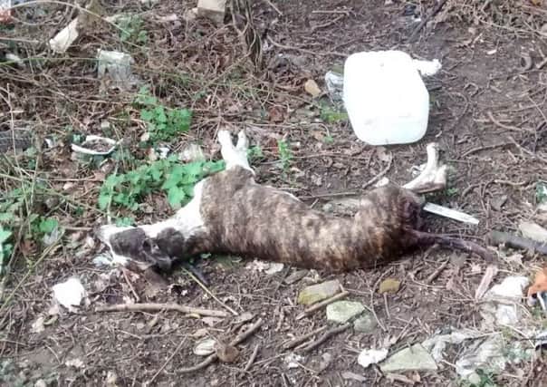 The body of the lurcher (The Peterborough Telegraph has chosen not to publish further photos as we deem them to be too graphic)