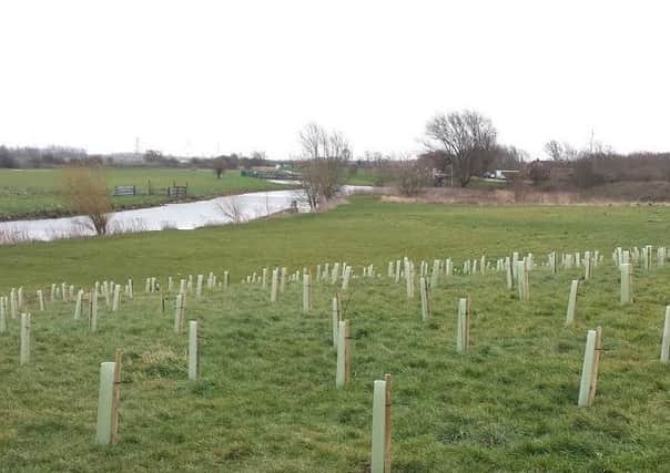 Tree planting in Stanground