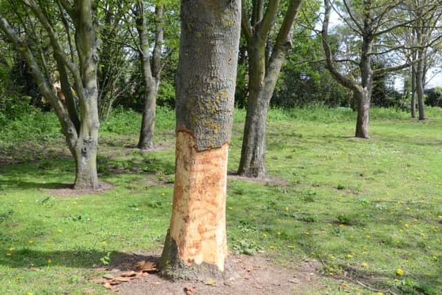 Vandalised tree behind The Maples complex  at Orton Goldhay EMN-160305-133137009