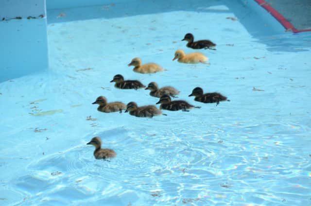 Ducklings in the junior pool at the Lido EMN-160905-140705009